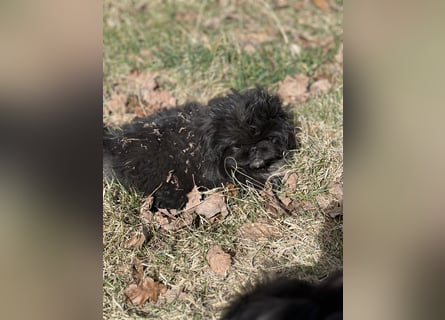 Reinrassige Pekinesenwelpen Pekinesen