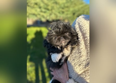 Reinrassige Pekinesenwelpen Pekinesen