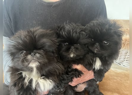 Reinrassige Pekinesenwelpen Pekinesen