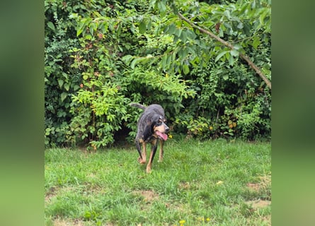 Sasa - sucht dringend ein neues Zuhause