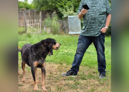 Sasa - sucht dringend ein neues Zuhause