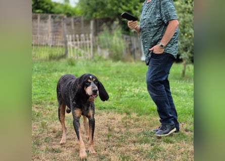 Sasa - sucht dringend ein neues Zuhause