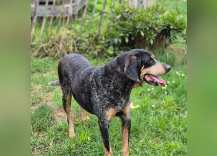 Sasa - sucht dringend ein neues Zuhause