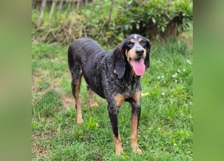 Sasa - sucht dringend ein neues Zuhause