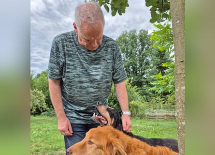 Sasa - sucht dringend ein neues Zuhause