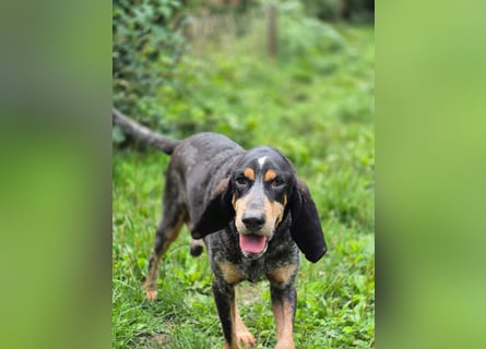 Sasa - sucht dringend ein neues Zuhause