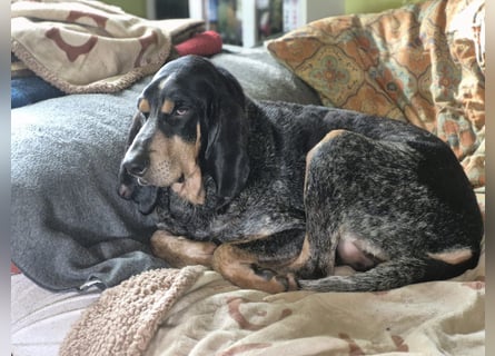 Sasa - sucht dringend ein neues Zuhause