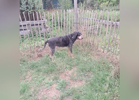 Sasa - sucht dringend ein neues Zuhause