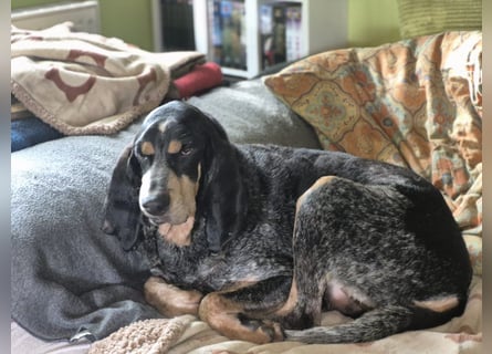 Sasa - sucht dringend ein neues Zuhause