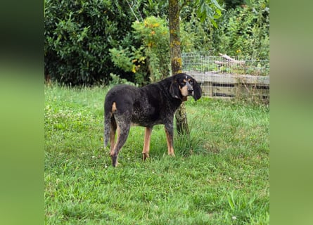 Sasa - sucht dringend ein neues Zuhause