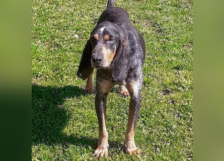 Sasa - sucht dringend ein neues Zuhause