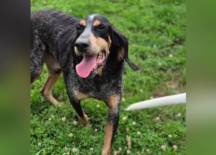 Sasa - sucht dringend ein neues Zuhause