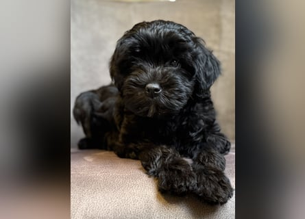 Löwchenwelpen aus VDH/FCI-Zucht