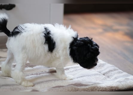 Löwchenwelpen aus VDH/FCI-Zucht