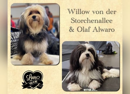 Löwchenwelpen aus VDH/FCI-Zucht