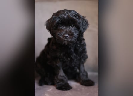 Löwchenwelpen aus VDH/FCI-Zucht