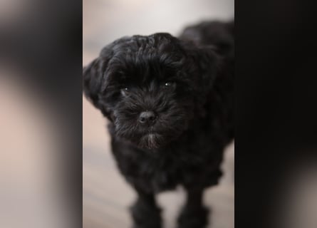 Löwchenwelpen aus VDH/FCI-Zucht