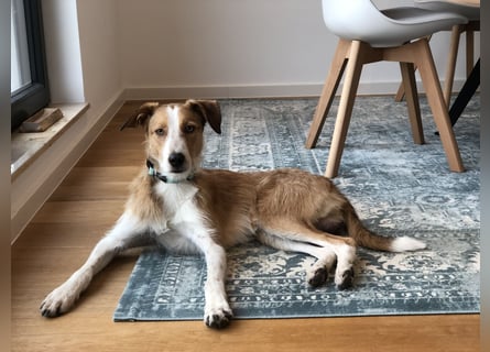 ##  Naldo sucht ein liebevolles neues Zuhause