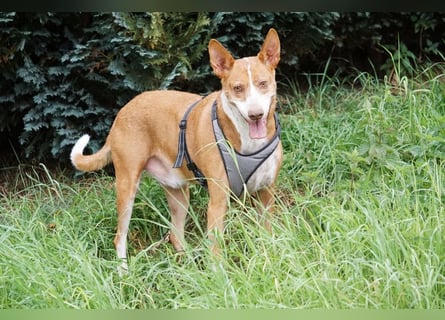 Notfall Boomer - Unser Pechvogel verliert schon wieder sein Zuhause