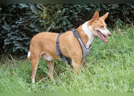 Notfall Boomer - Unser Pechvogel verliert schon wieder sein Zuhause