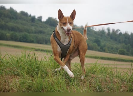 Notfall Boomer - Unser Pechvogel verliert schon wieder sein Zuhause