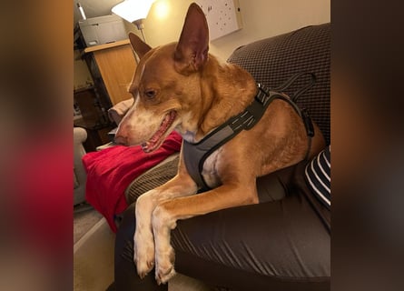 Notfall Boomer - Unser Pechvogel verliert schon wieder sein Zuhause