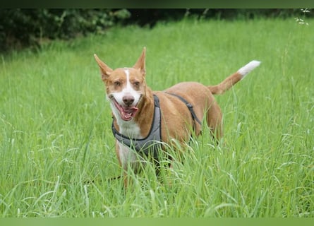 Notfall Boomer - Unser Pechvogel verliert schon wieder sein Zuhause