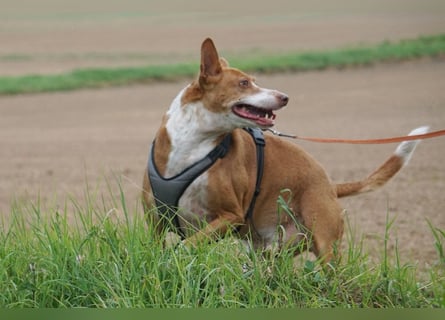 Notfall Boomer - Unser Pechvogel verliert schon wieder sein Zuhause