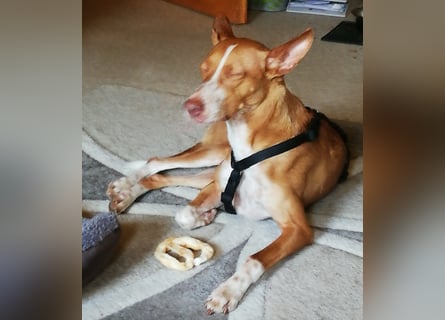 Notfall Boomer - Unser Pechvogel verliert schon wieder sein Zuhause