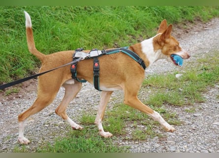 Notfall Boomer - Unser Pechvogel verliert schon wieder sein Zuhause