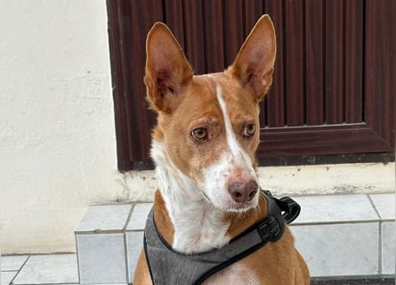 Notfall Boomer - Unser Pechvogel verliert schon wieder sein Zuhause