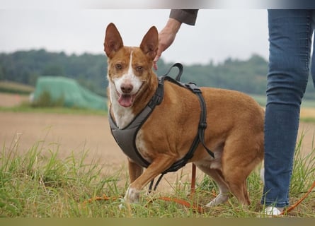 Notfall Boomer - Unser Pechvogel verliert schon wieder sein Zuhause