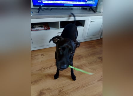 Podenco Portogiuse an guten Nachfolger abzugeben...