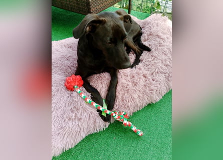 Podenco Portogiuse an guten Nachfolger abzugeben...