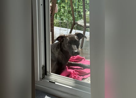 Podenco Portogiuse an guten Nachfolger abzugeben...