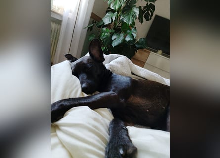 Podenco Portogiuse an guten Nachfolger abzugeben...
