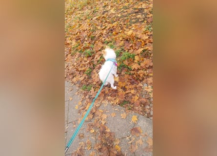 Pomeranian Zwergspitz Rüde