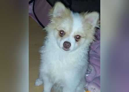 Pomeranian Zwergspitz Rüde