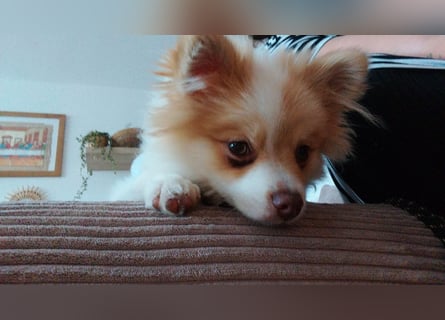 Pomeranian Zwergspitz Rüde