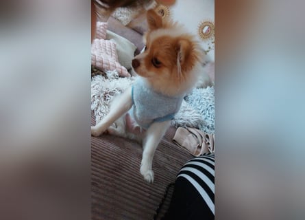 Pomeranian Zwergspitz Rüde