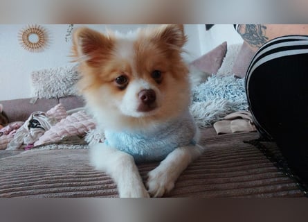 Pomeranian Zwergspitz Rüde