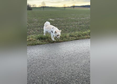 Canidae Pomeranian Fuxenia 