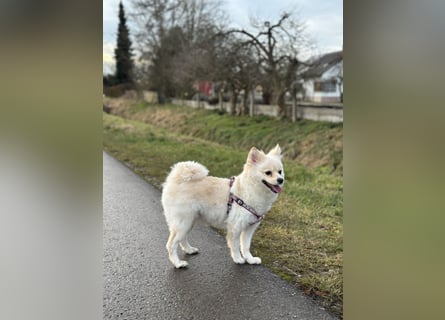 Canidae Pomeranian Fuxenia 