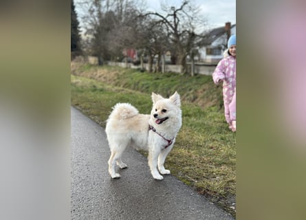 Canidae Pomeranian Fuxenia 