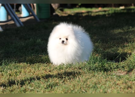 Zwergspitze mit Herz und Stammbaum von einer erfahrenen Züchterin mit 35 Jahren Erfahrung