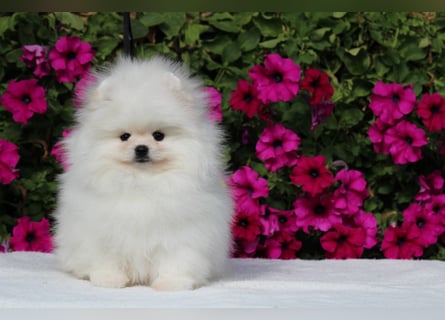 Zwergspitze mit Herz und Stammbaum von einer erfahrenen Züchterin mit 35 Jahren Erfahrung