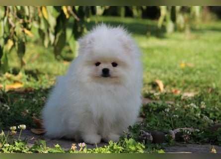 Zwergspitze mit Herz und Stammbaum von einer erfahrenen Züchterin mit 35 Jahren Erfahrung