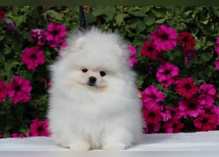 Zwergspitze mit Herz und Stammbaum von einer erfahrenen Züchterin mit 35 Jahren Erfahrung