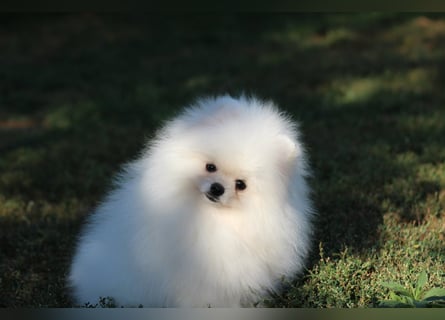 Zwergspitze mit Herz und Stammbaum von einer erfahrenen Züchterin mit 35 Jahren Erfahrung