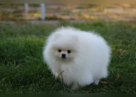 Zwergspitze mit Herz und Stammbaum von einer erfahrenen Züchterin mit 35 Jahren Erfahrung